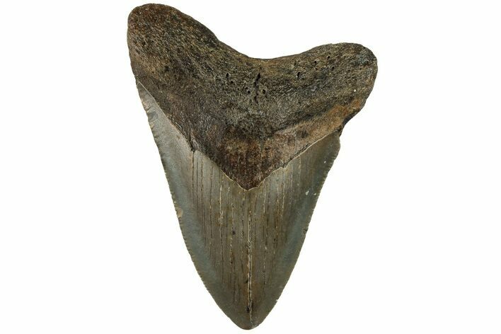 Bargain, 3.23" Fossil Megalodon Tooth - North Carolina
